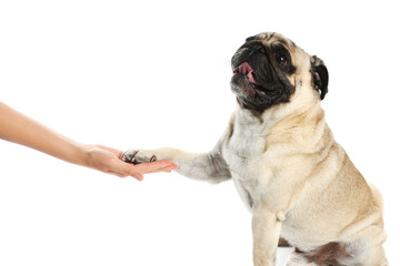 Woman holding dog's paw on white background, closeup