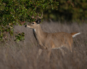 White Tailed Deer Buck
