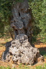 Fototapeta na wymiar Olivos centenarios en las cercanías de Monopoli, Italia. Detalles de la corteza de troncos nudosos y engrosados a lo largo de los años.
