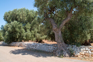 Olivos centenarios en las cercanías de Monopoli, Italia. Olivo creciendo junto a la carretera rodeado por el muro de piedra del propietario de la propiedad respetando el desarrolo del árbol.
