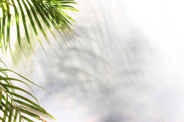 green leaf of palm tree with shadow on white background