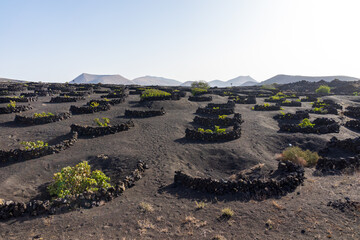 Typical vineyards on black lava soil. La Geria region. Lanzarote, Canary Islands. Spain.