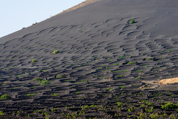Typical vineyards on black lava soil. La Geria region. Lanzarote, Canary Islands. Spain.