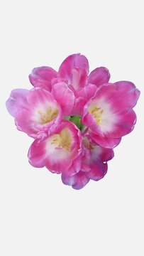Time lapse of opening and dying beautiful pink Tulip flower bouquet in a vase isolated on white background, top view, vertical orientation