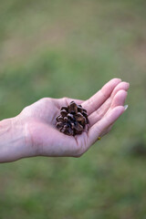 Close up photo of pine cone on hand and blurred background.