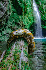 fountain in the park
Reticulatus python calico in proklamator sumatra barat