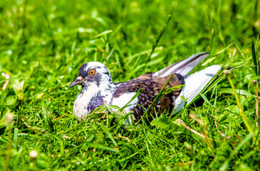 A black and white pigeon stands on the grass
