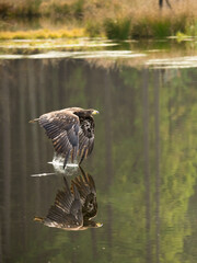 Sea Eagle flying in The Bohemian Moravian Highlands.