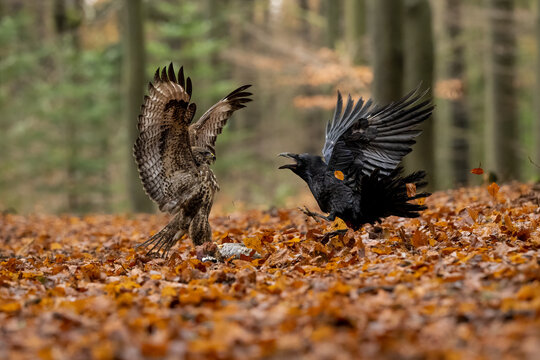 For life and death. Fight in Bohemian-Moravian Highlands.