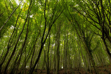 Fototapeta na wymiar Forest view. Lush forest from inside. Carbon neutral concept