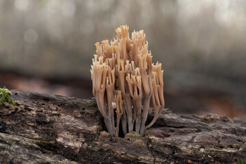 Inedible mushroom Artomyces pyxidatus in floodplain forest. Known as crown coral or crown-tipped...