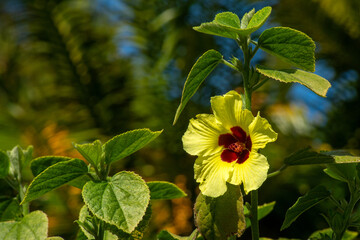 Fototapeta premium Yellow flower with reddish brown centre of a Wild Hibiscus (hibiscus hispidissimus)