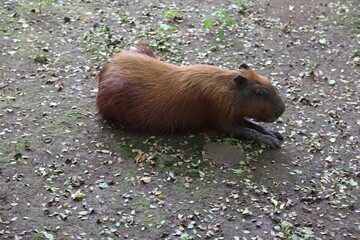 capybara sitting on the ground in the Ragunan zoo