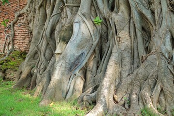 Fototapeta na wymiar Buddha's head in tree roots at wat mahathat in ayutthaya,Thailand