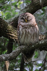 Barred Owl  at the Circle B Bar Reserve Florida USA