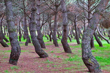 Pine forest with twisted trunks in autumn.