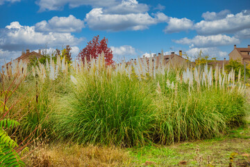 Cortaderia selloana or pampas grass bushes in a public garden in the town of Arroyomolinos, Madrid...