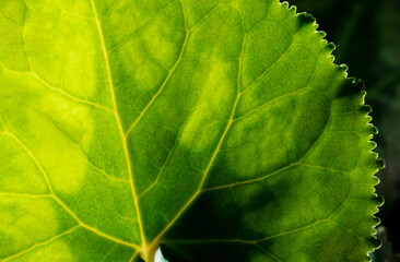Green leaf on a plant in nature.