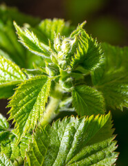 Green leaves on a raspberry branch in spring.