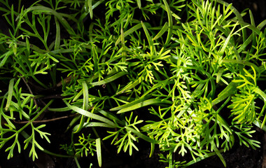 Young green dill grows in the ground.
