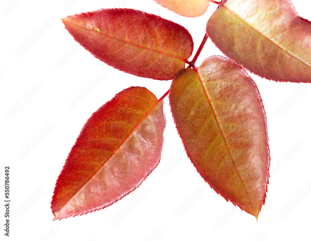 Wall mural Autumn leaf from a tree isolated on a white background.