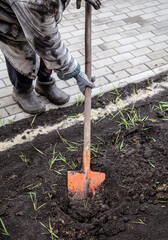 A woman digs the soil with a shovel in a vegetable garden.
