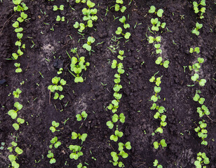 Radish sprouts break through the ground in spring.