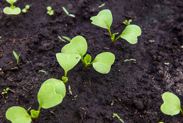 Radish sprouts break through the ground in spring.