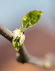 Fototapeta premium Opening bud with leaves on an apple tree branch.