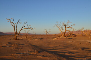 Fototapeta na wymiar Sunset with Tree on dune in dry pan of Sossusvlei Namib Naukluft National Park