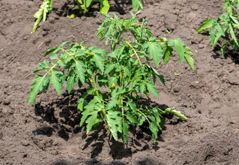 Tomato seedlings in the ground in the garden.