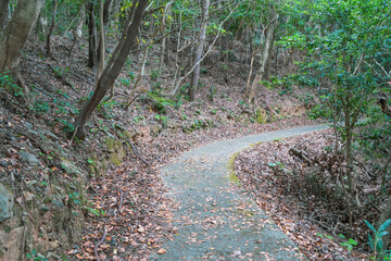 誰もいない山の散歩道