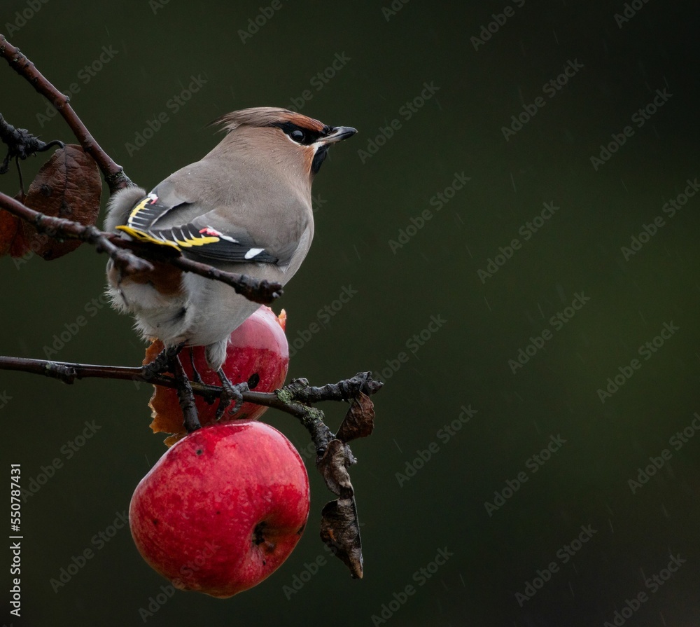 Poster bohemian waxwing standing on apple twig tree with blur background