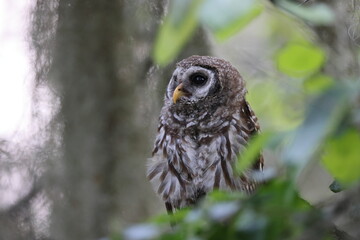 young Barred Owl  at the Circle B Bar Reserve Florida USA