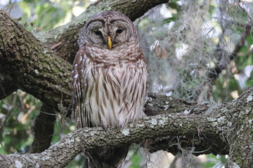 Barred Owl  at the Circle B Bar Reserve Florida USA