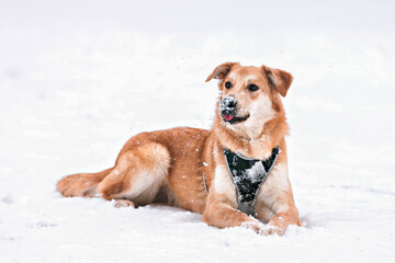 a red-haired dog lies on the snow and sticks out his tongue
