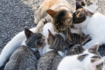 授乳する母猫と子猫たち