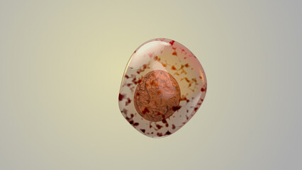 Human cell or Embryonic stem cell