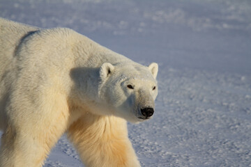 Naklejka na ściany i meble Closeup of a polar bear walking on snow on a sunny day , near Churchill, Manitoba Canada