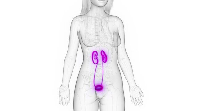 3d rendered medical animation of a woman's urinary tract