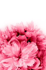 Pink peonies on a white background. Vertical crop. Copy space. Close up.