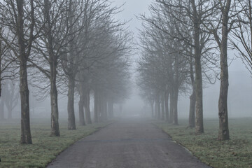 path in the fog