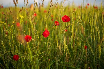 Obraz premium Mohnblüten im Getreidefeld, geringe Tiefenschärfe