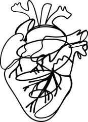 Vector realistic anatomical heart vector
