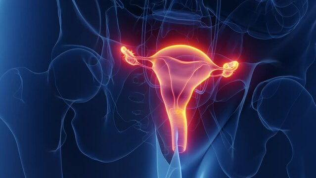 3d rendered medical animation of the female reproductive organs