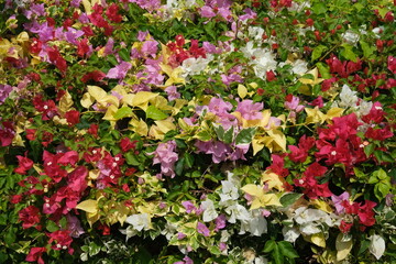 Indonesia Batam - Bougainvillea - Paper flower