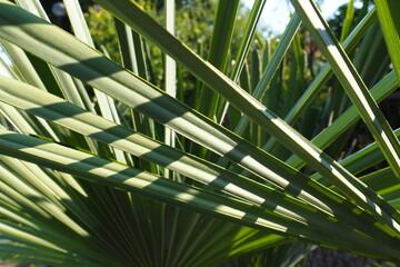 Obraz na płótnie Canvas Palm leaves texture with shadow and light. Palm leaves of bright green color. Tropical beautiful background. Summer beach tourism.