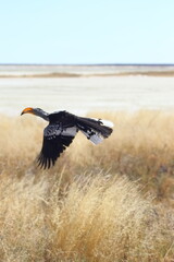 Southem yellow-billied hombill fliying