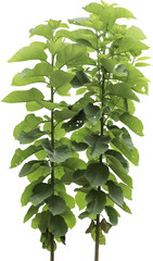 Isolated PNG cutout of a plant on a transparent background 