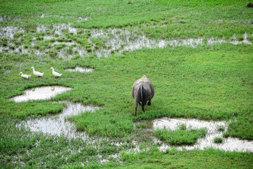 herd of buffalo grazing in the field
